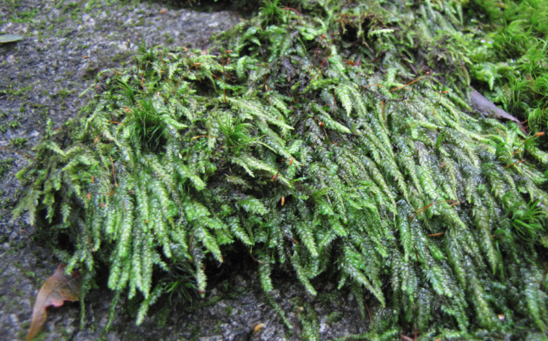 Plagiothecium denticulatum